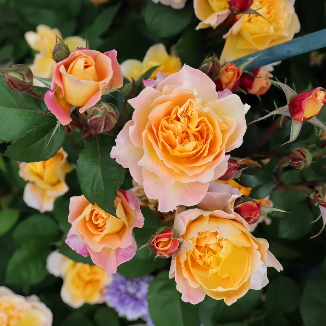 The Impressionist Rose Plant｜印象派 image 6