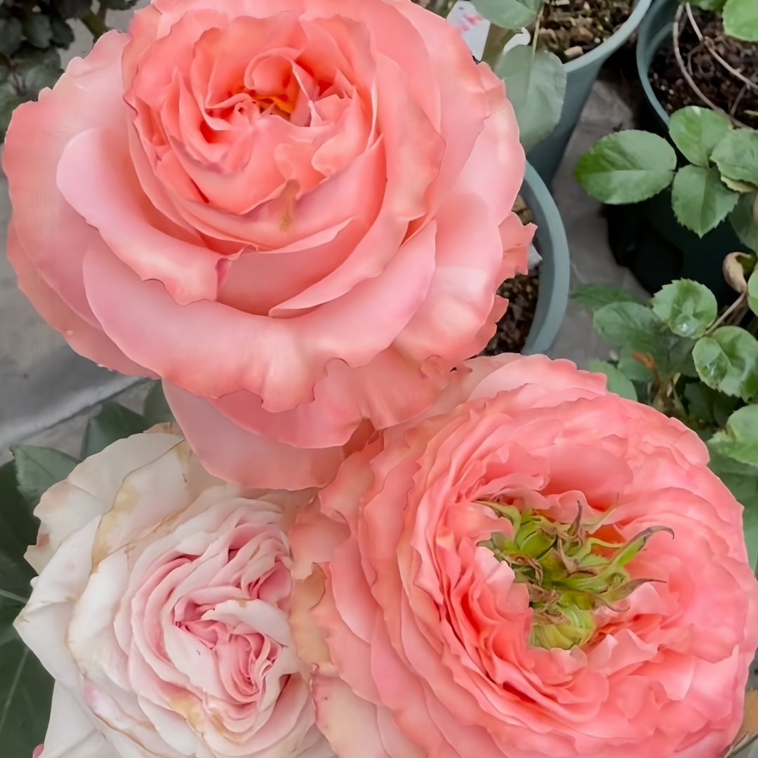 Princess Crown Rose Plant｜公主皇冠 image 8