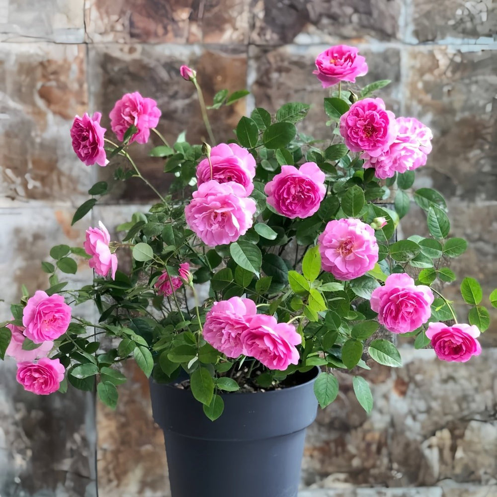 Raphael Rose Plant｜拉斐尔 image 8