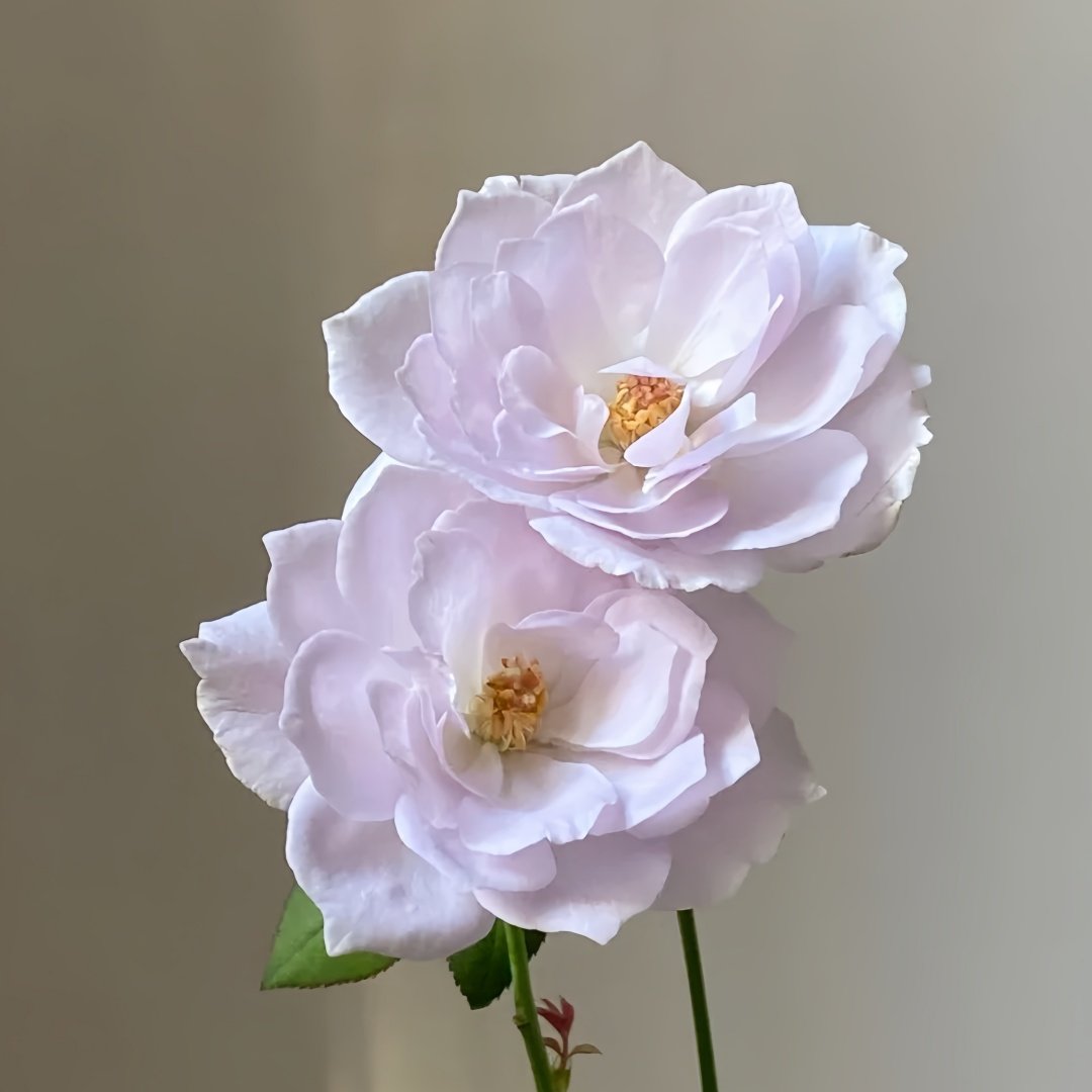 Lapis Lazuli Rose Plant｜青金石 image 1