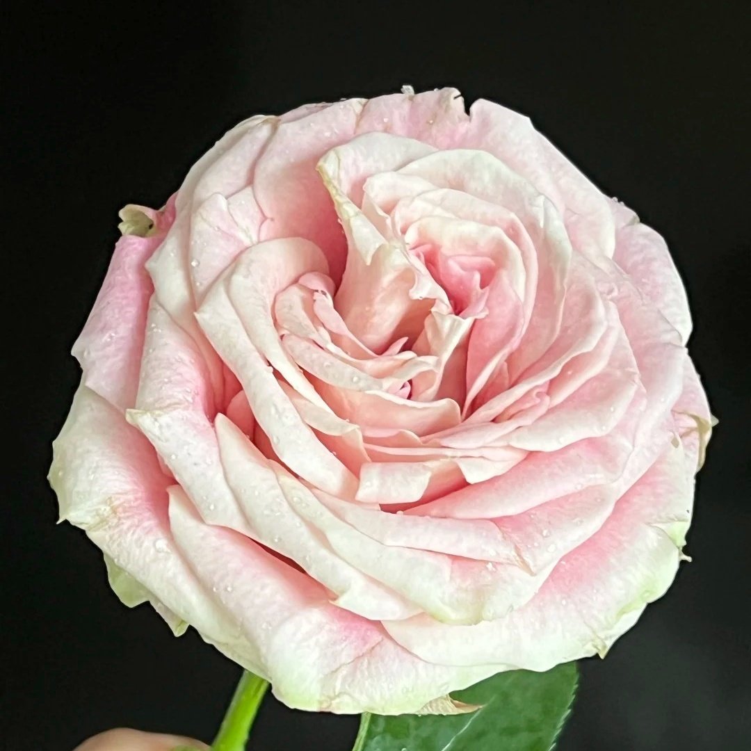Candy Horizon Rose Plant｜糖果地平线 image 6