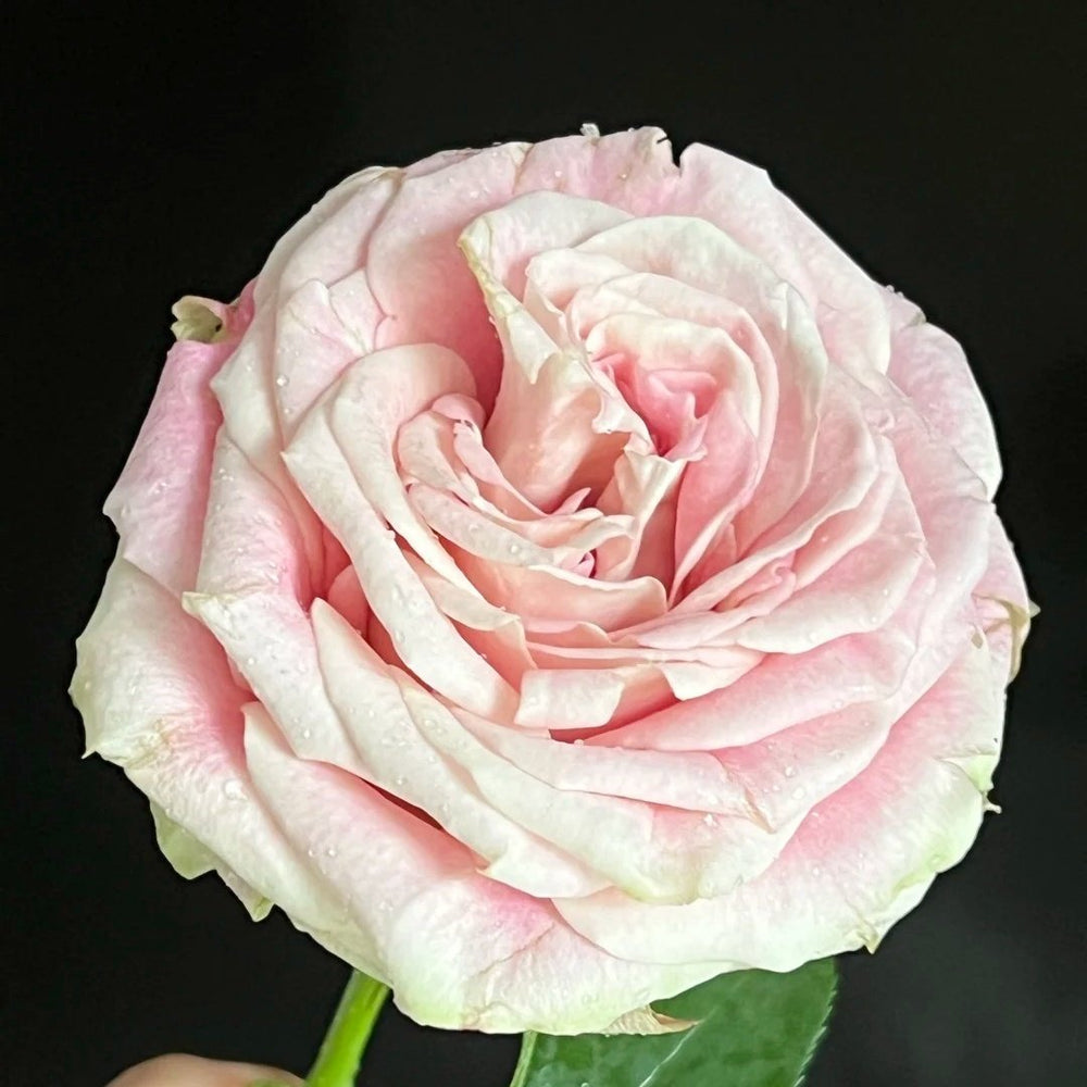 Candy Horizon Rose Plant｜糖果地平线 image 6