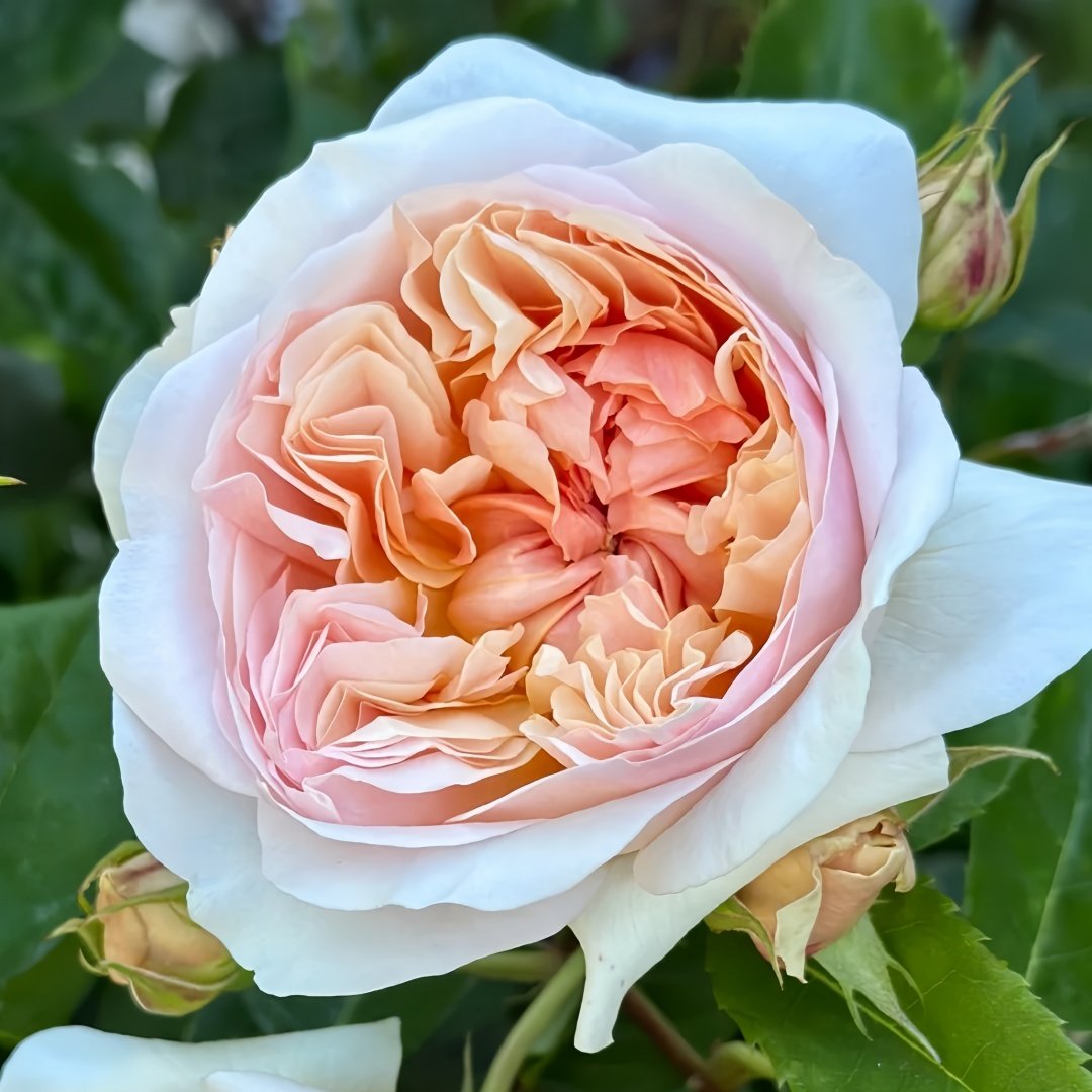 Evelyn Rose Plant｜伊芙琳 image 1