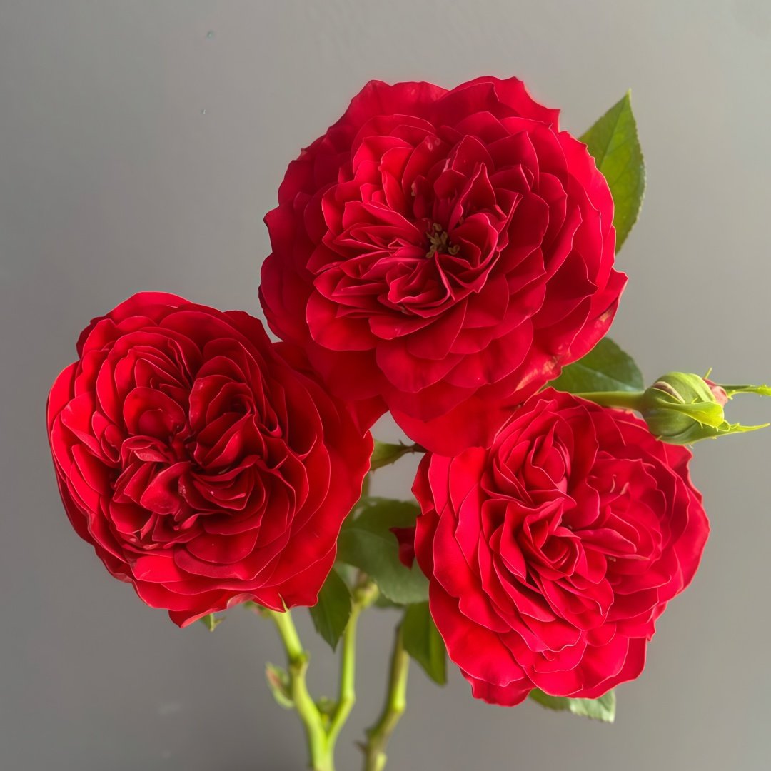Tess Rose Plant | 苔丝 image 1