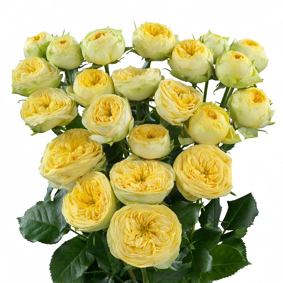 Sunny Trendsetter Rose Plant｜阳光潮流 image 4