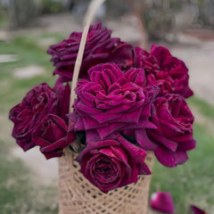 Black Perfumella Rose|暗香 image 1