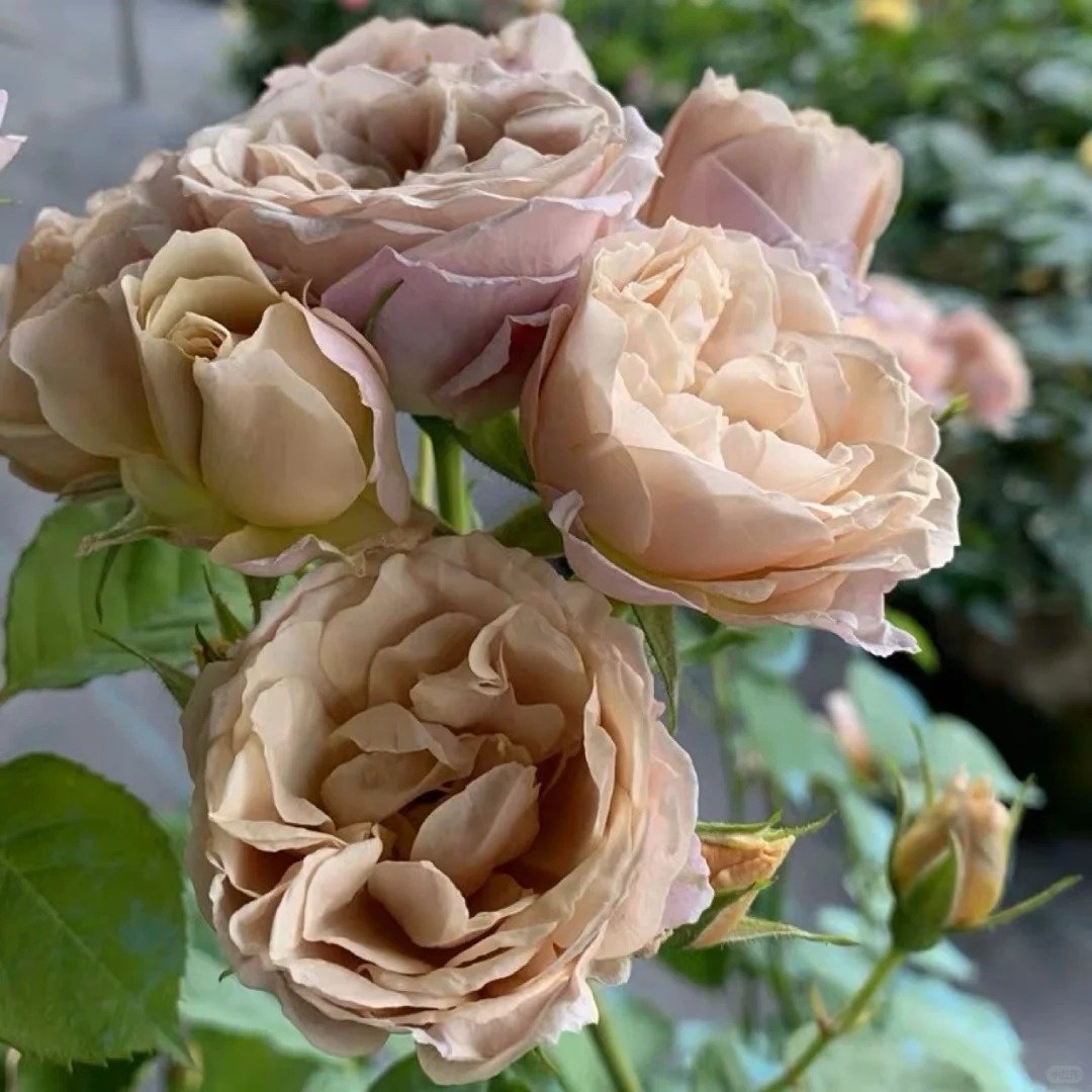 Iori Rose Plant｜八神庵 image 4