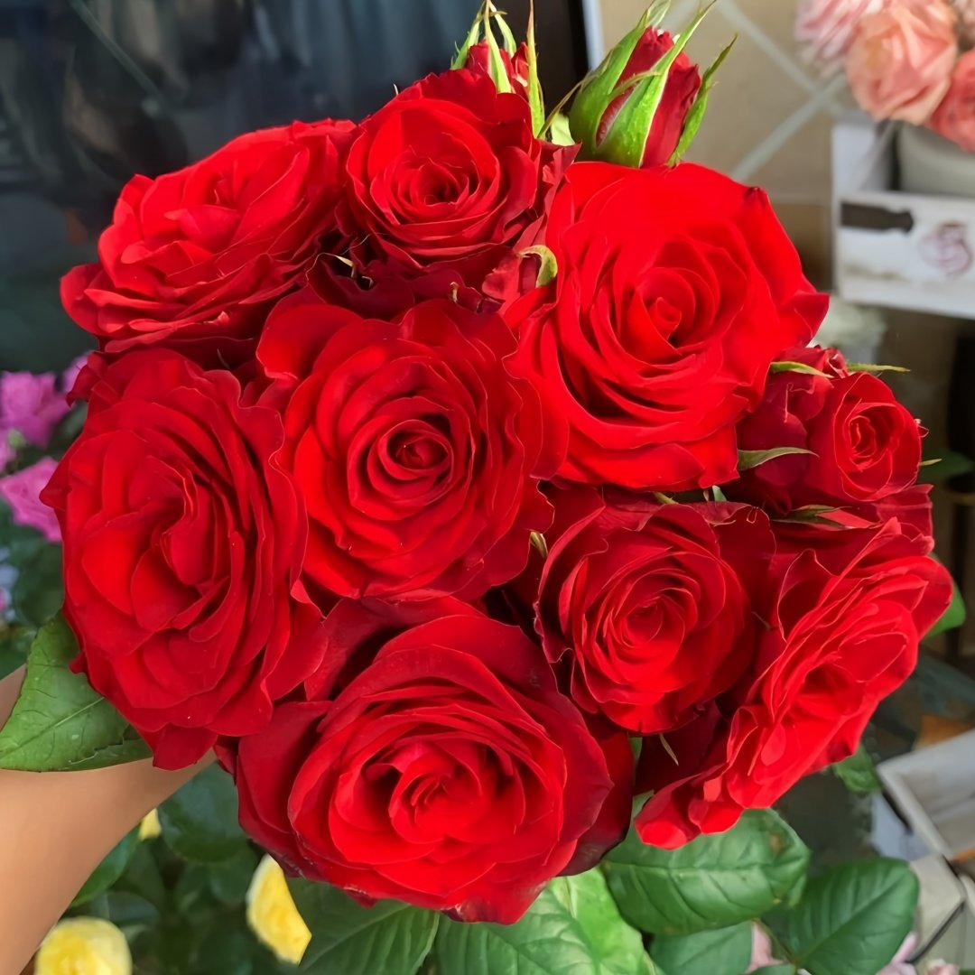 Plateau Red Rose Plant|高原红 image 0