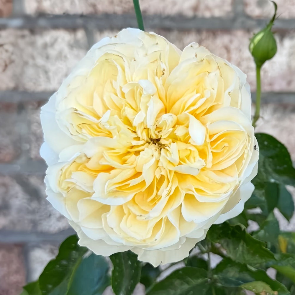 Antonia Garden Rose Plant | 安东尼亚花园 image 1