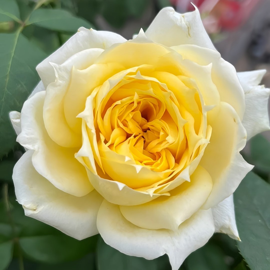 Sunny antike Rose Plant|阳光古董 image 2