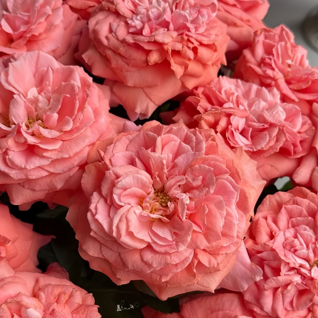 Amour de Molène Rose Plant | 莫莱纳之爱 image 7