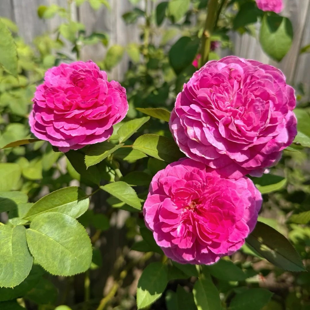 Fräulein Maria Rose Plant｜音乐之声 image 1