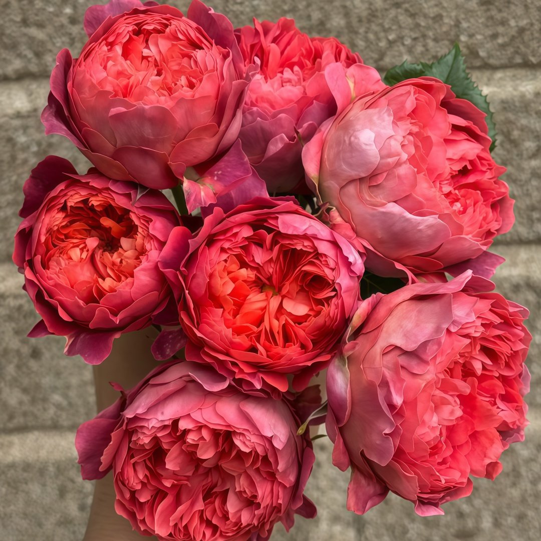 Cinnabar Bowl Rose Plant|朱砂碗 image 4