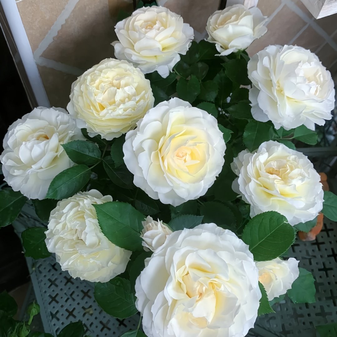 Ice Cream Balcony Rose Plant|冰淇淋阳台 image 3