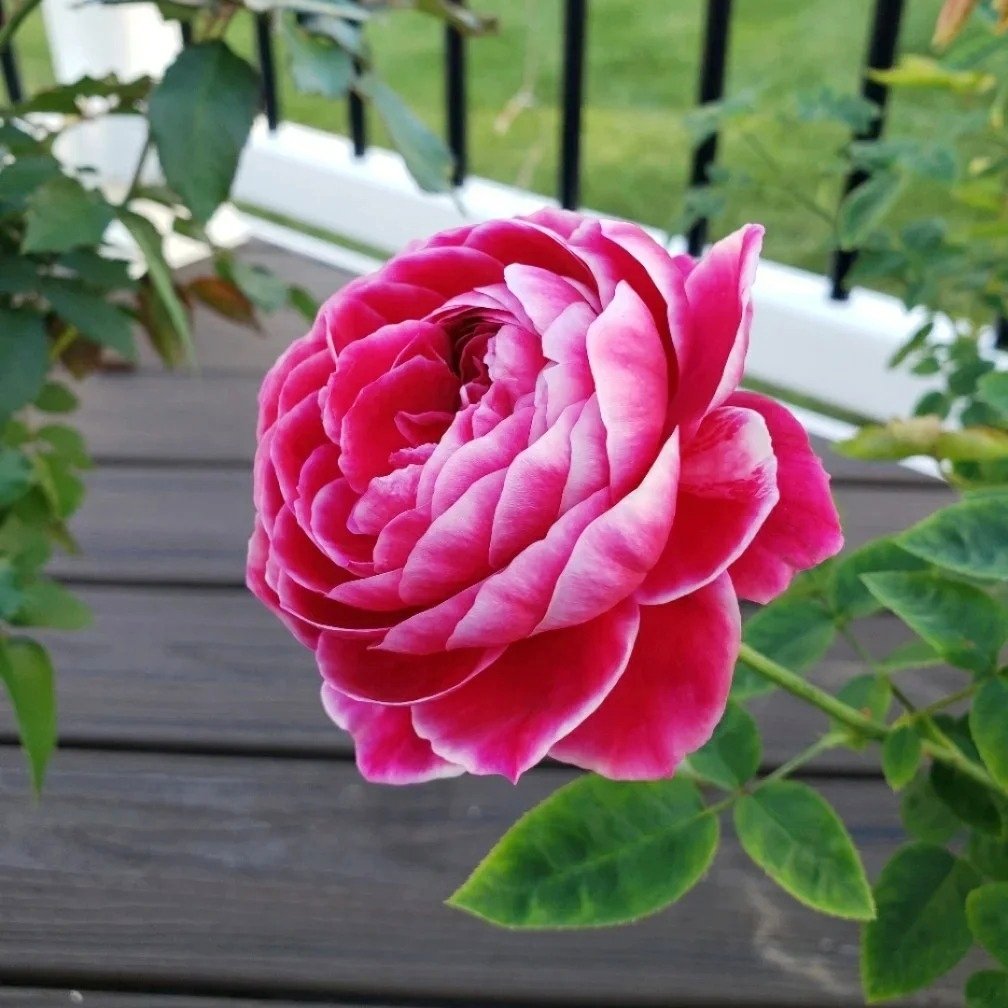 Marie Rose Plant｜玫瑰玛丽 image 4