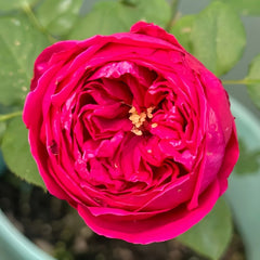 Pas de deux Rose Plant|双人芭蕾 image 3