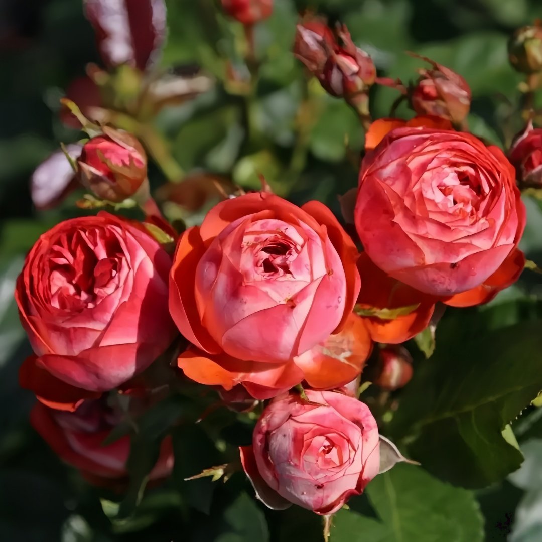 Pompeji Rose Plant | 庞贝/蓬培基 image 1
