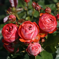 Pompeji Rose Plant | 庞贝/蓬培基 image 1