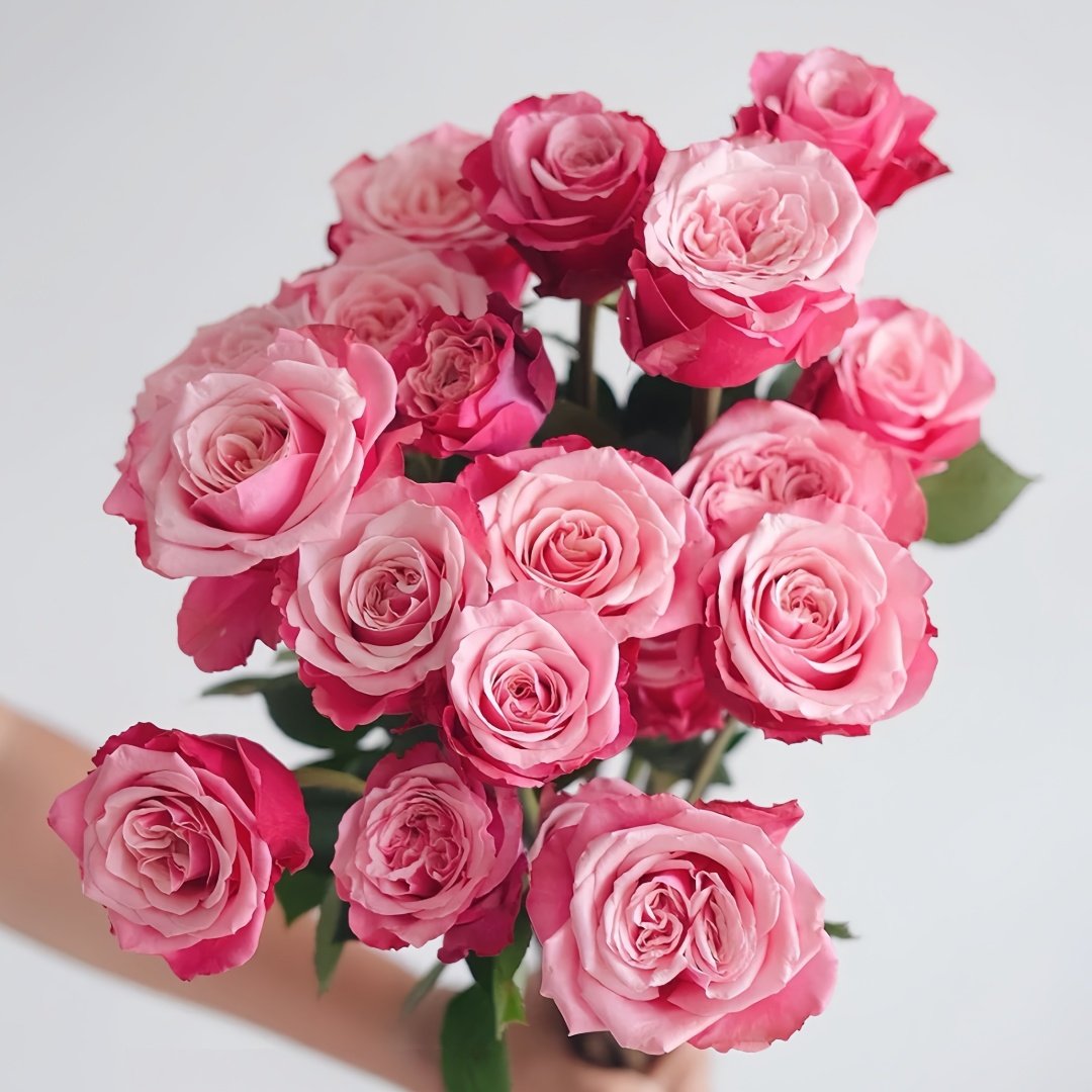 Alter Ego Rose Plant|闺蜜 image 5