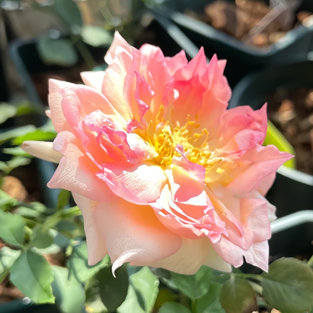 Nausica Rose Plant|娜乌西卡 image 8