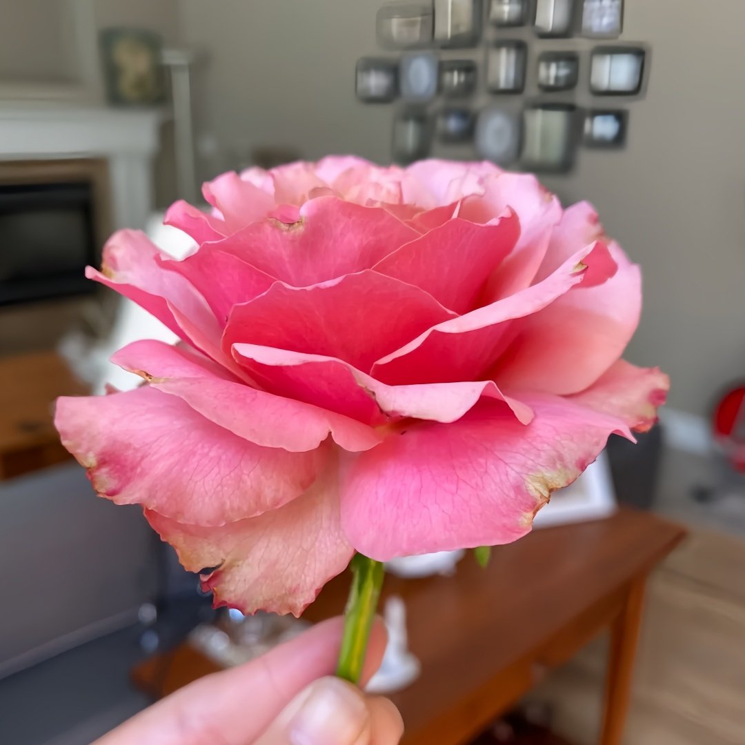 Purple Moon Rose Plant｜紫月 image 7