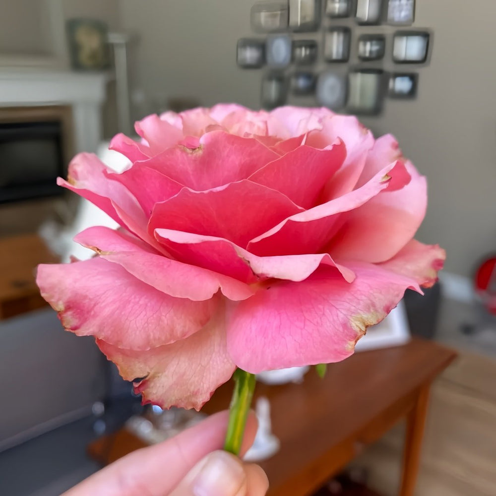 Purple Moon Rose Plant｜紫月 image 7