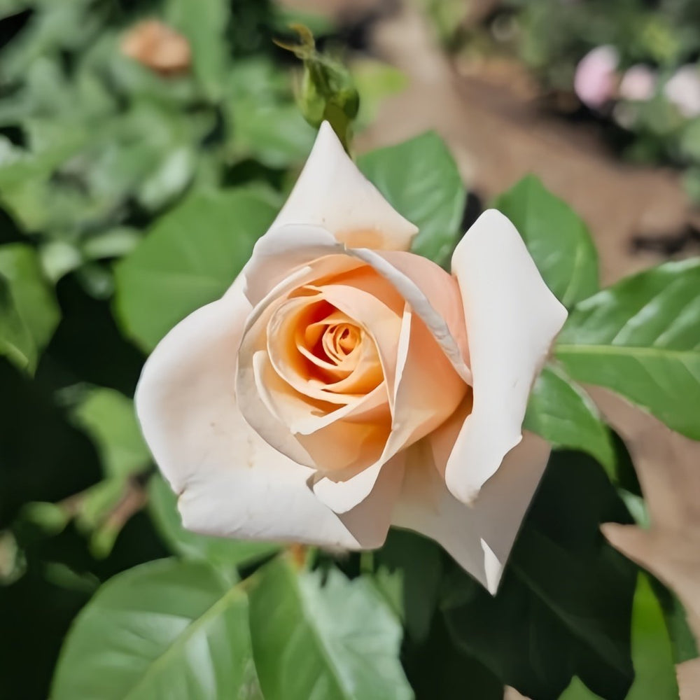 Paul Ricard Rose Plant｜保罗理查德 image 3