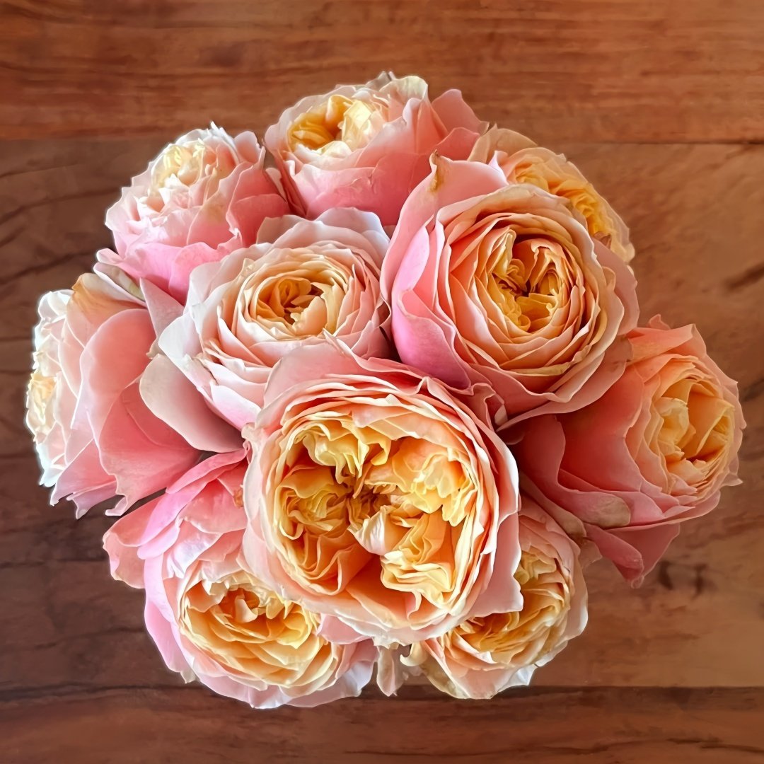 Vuvuzela Rose Plant|温柔珊瑚心 image 0