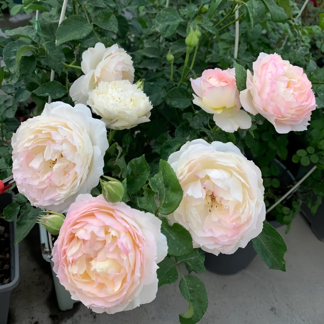 Returning to Spring Rose Plant|回春 image 9