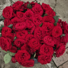 Admiral Rose Plant｜海军上将 image 3
