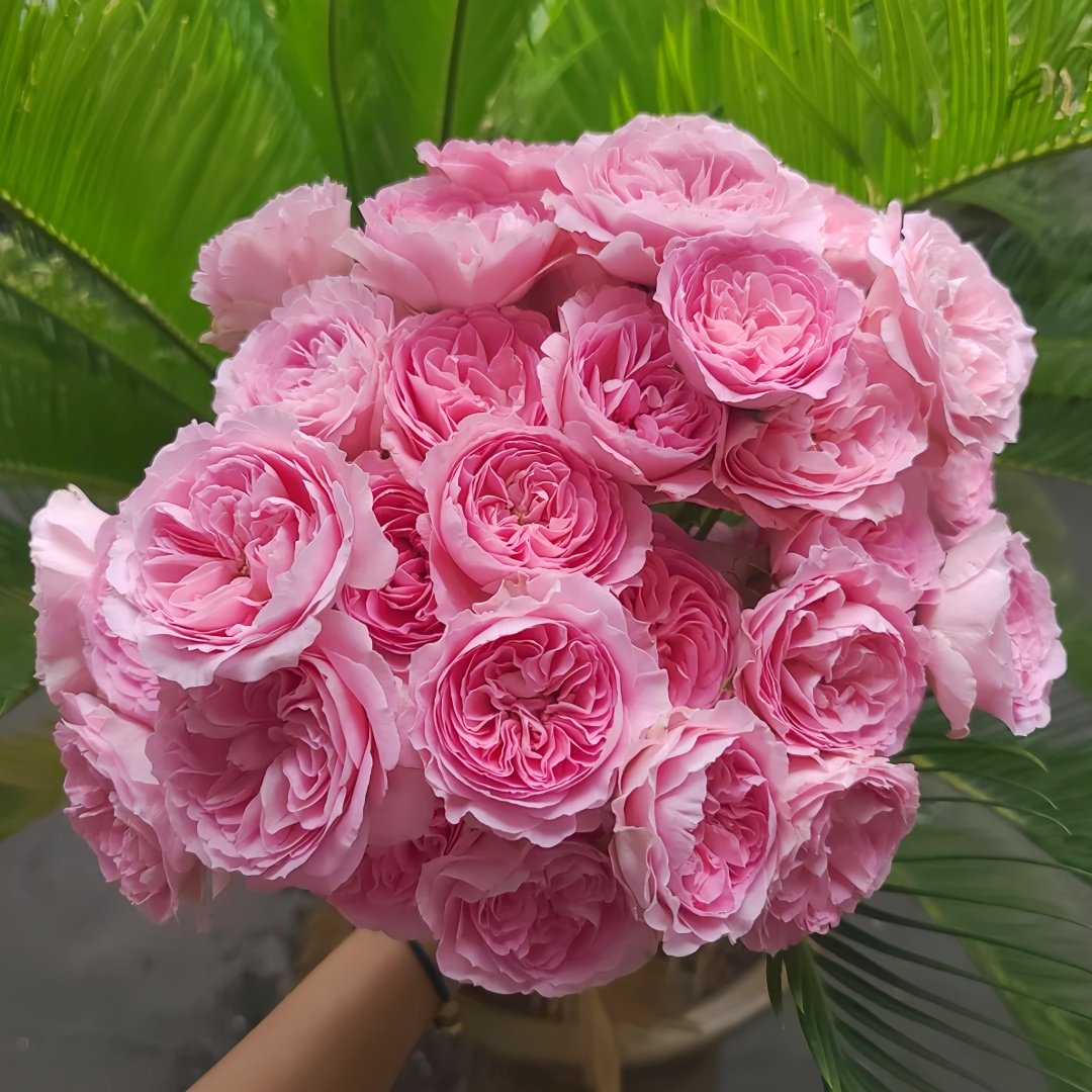 Princess Lace Rose Plant | 公主蕾丝 image 9