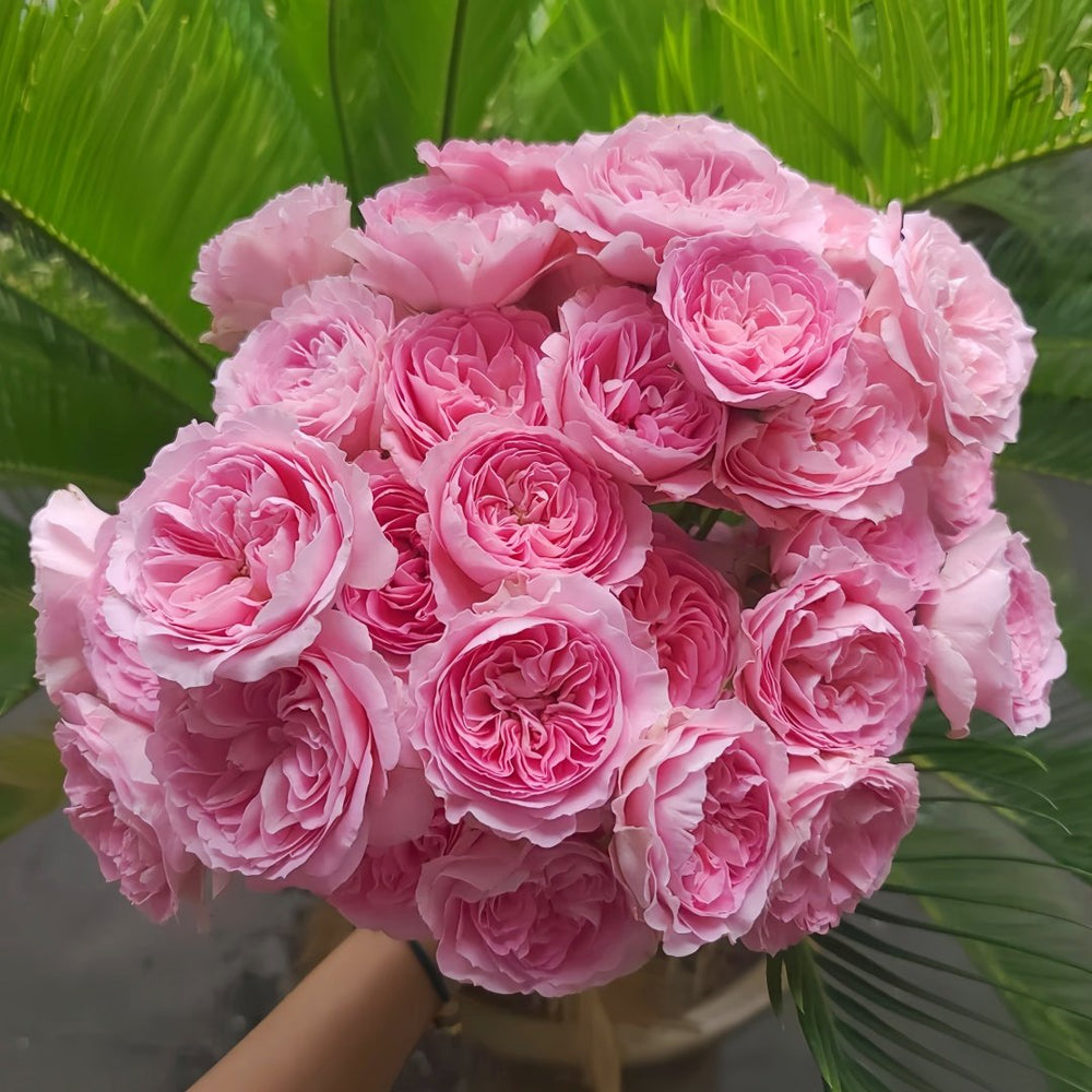 Princess Lace Rose Plant | 公主蕾丝 image 9