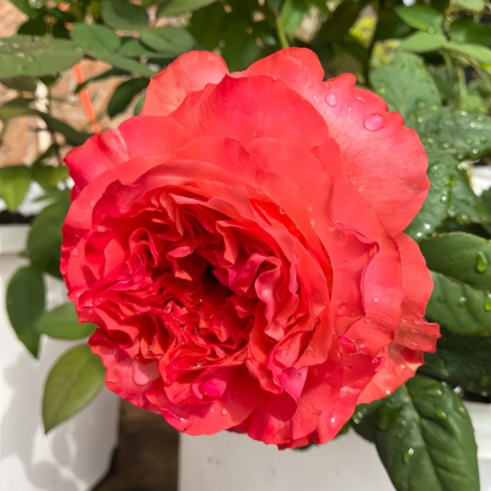 Red Coral Rose Plant｜红珊瑚 image 6