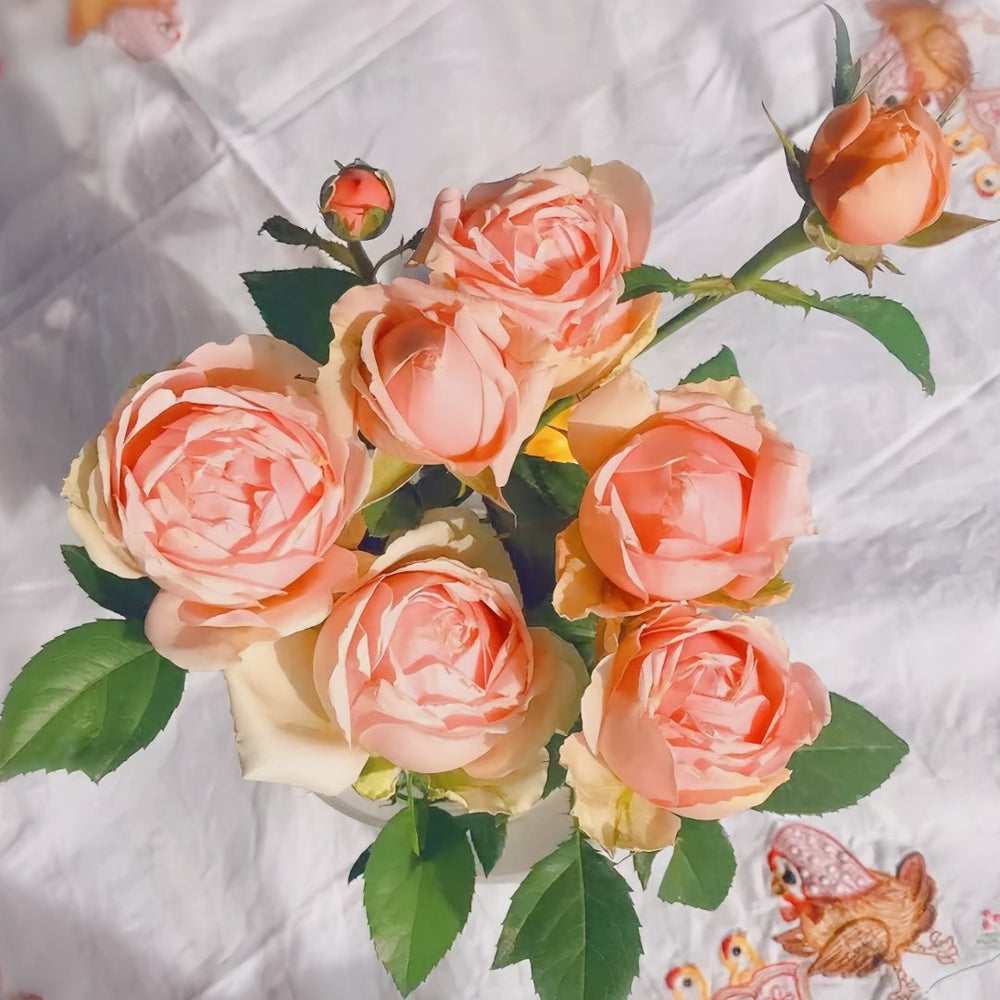 Rose Angers Rose Plant|娇媚昂热城堡 image 8