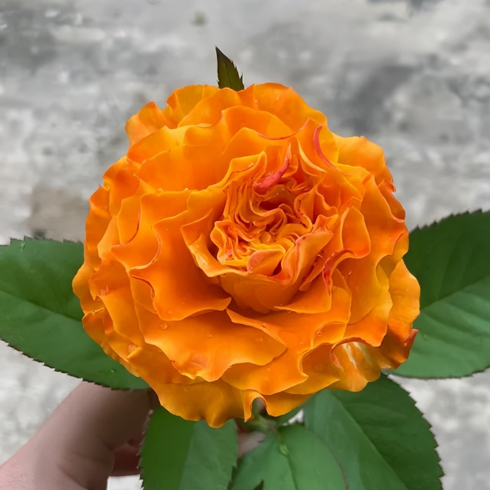 Orange Reeva Rose Plant｜橙色丽娃 image 2