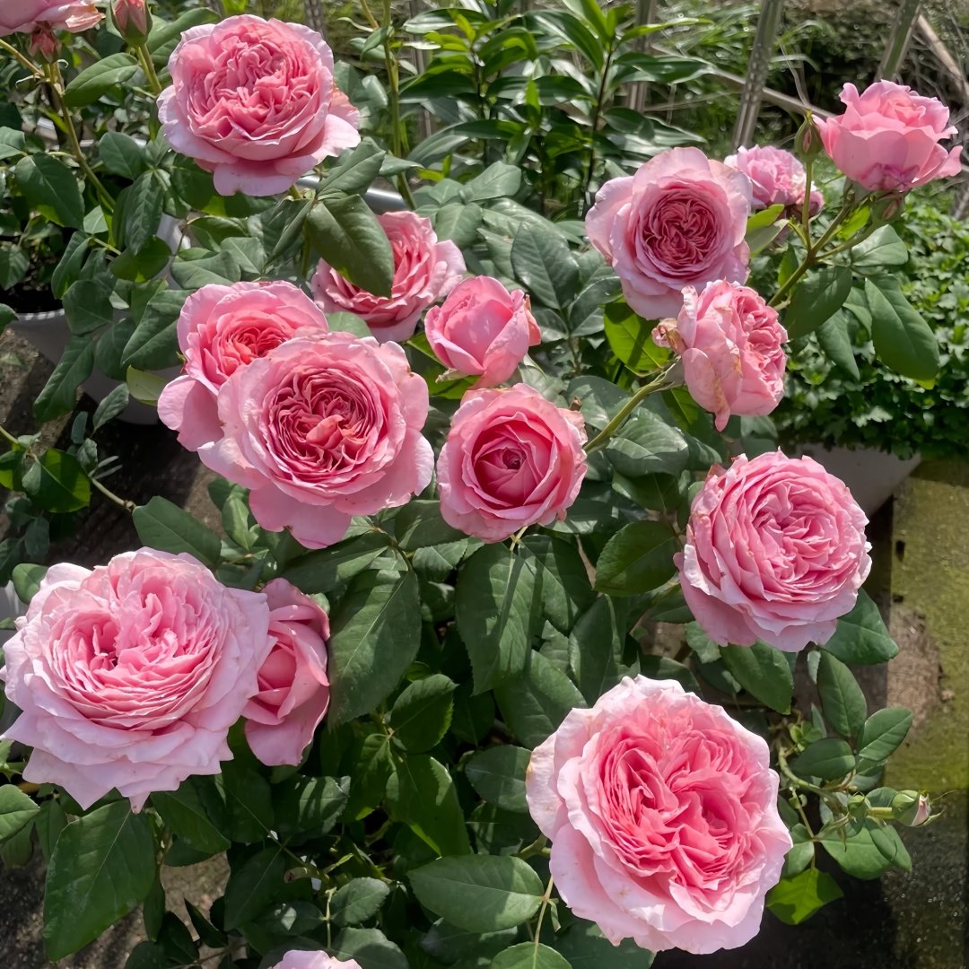 Anne-sophie Pic Rose Plant|安索菲比克 image 8