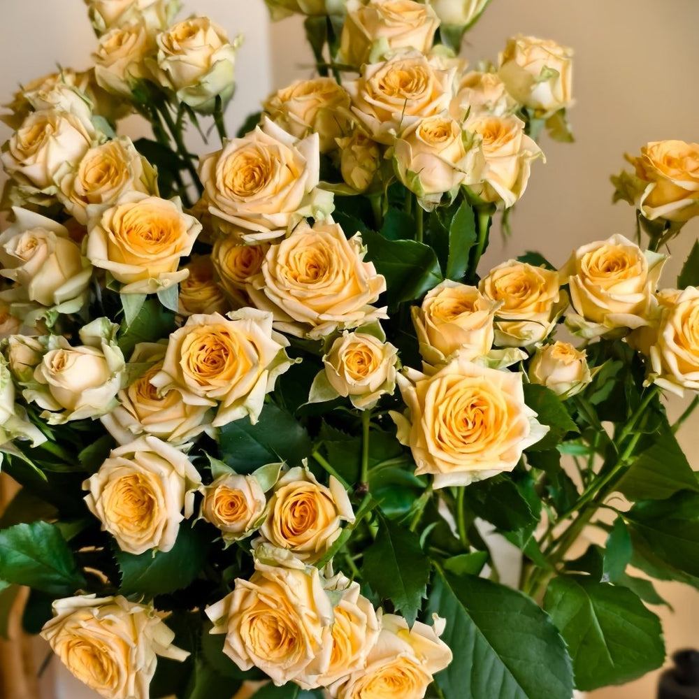 Champagne Rokoko Rose Plant|香槟洛可可 image 4