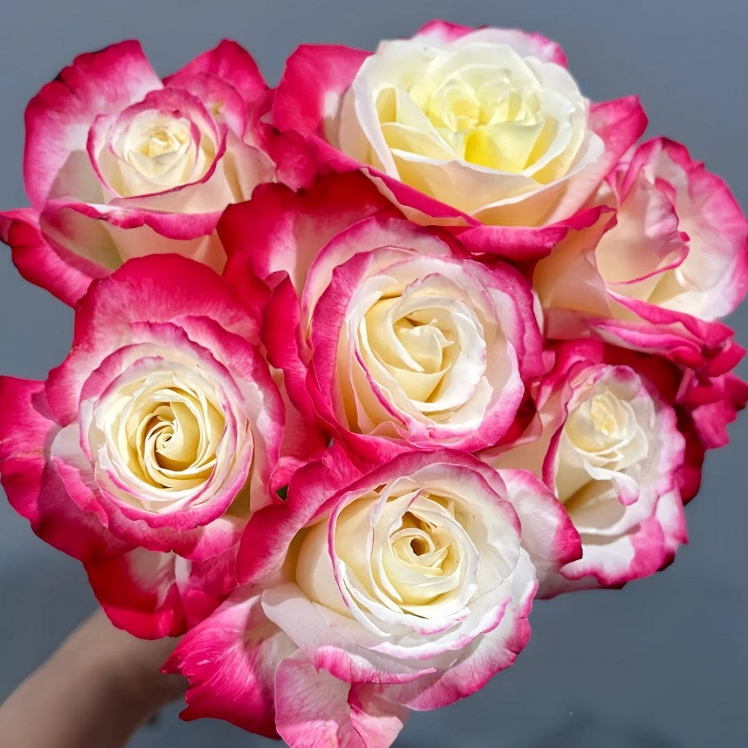 Double Delight Rose Plant｜红双喜 image 9