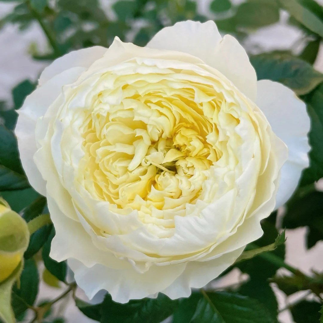 Fuguang Rose Plant | 浮光-Pre-Sales image 0