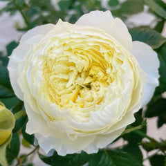 Fuguang Rose Plant | 浮光-Pre-Sales image 0