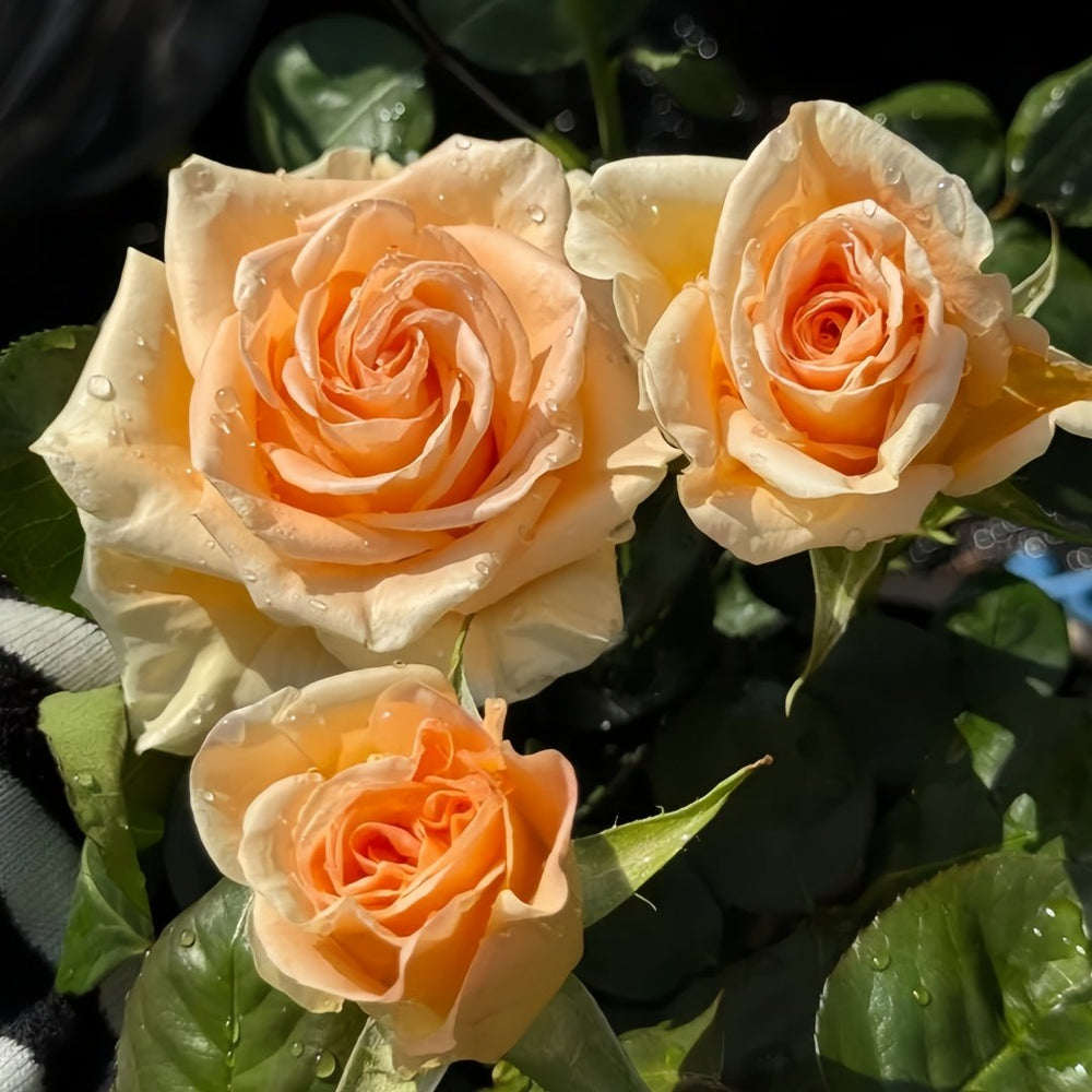 Peach Wave Rose Plant｜桃色波 image 6