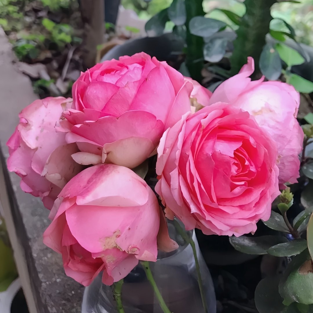 First Lady Rose Plant|第一夫人 image 4