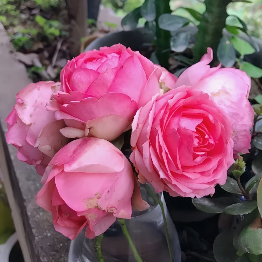 First Lady Rose Plant|第一夫人 image 4