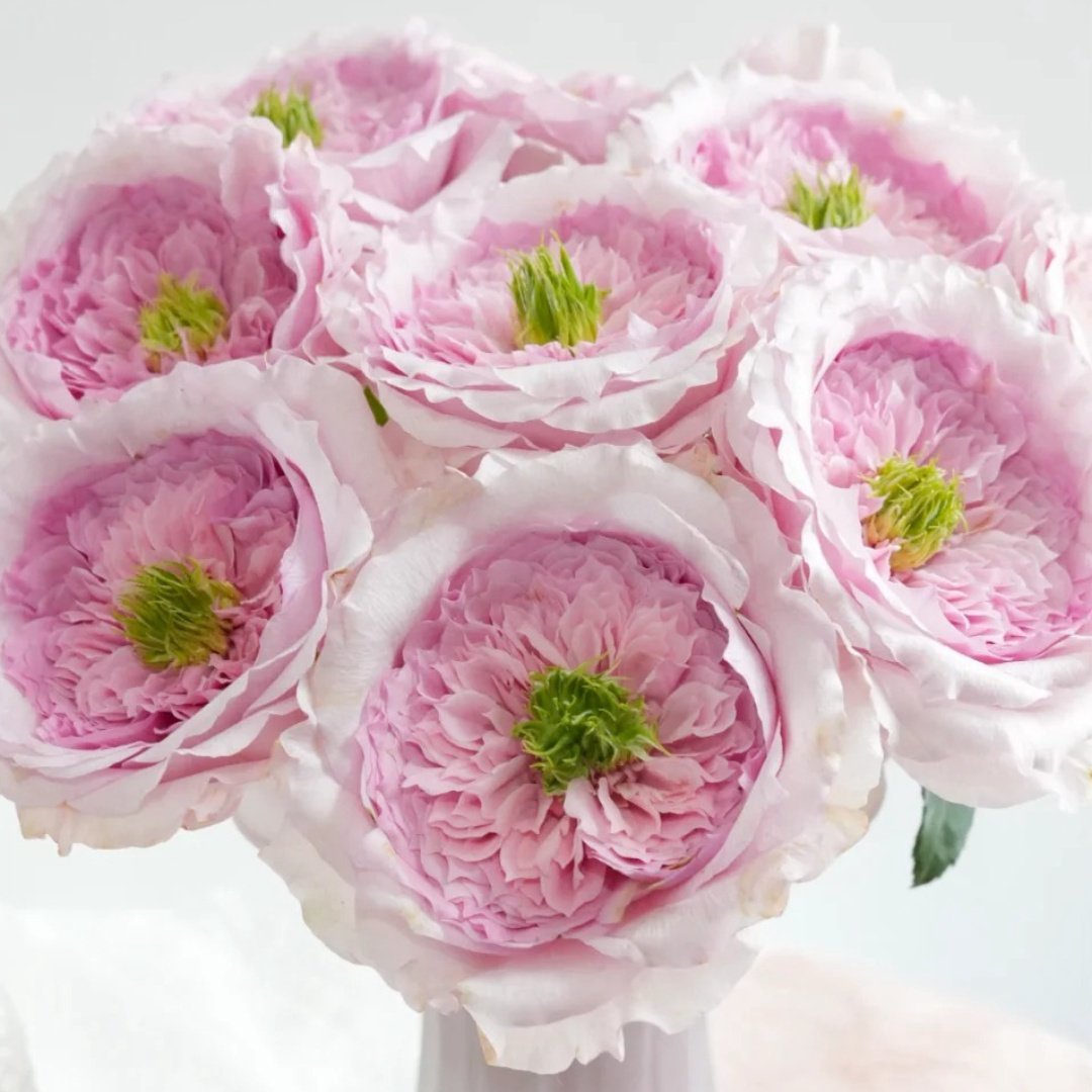 Serendipity Rose Plant | 机缘巧合 image 6