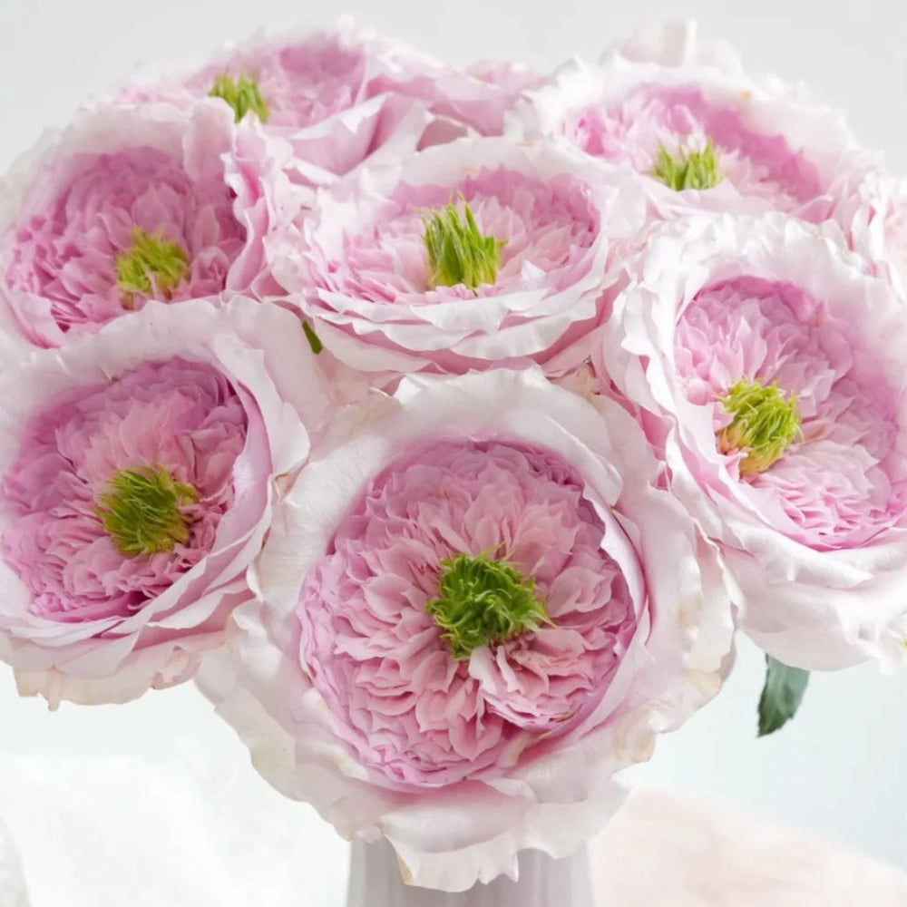 Serendipity Rose Plant | 机缘巧合 image 6