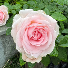 Wellenspiel Rose Plant|仙女泉 image 2