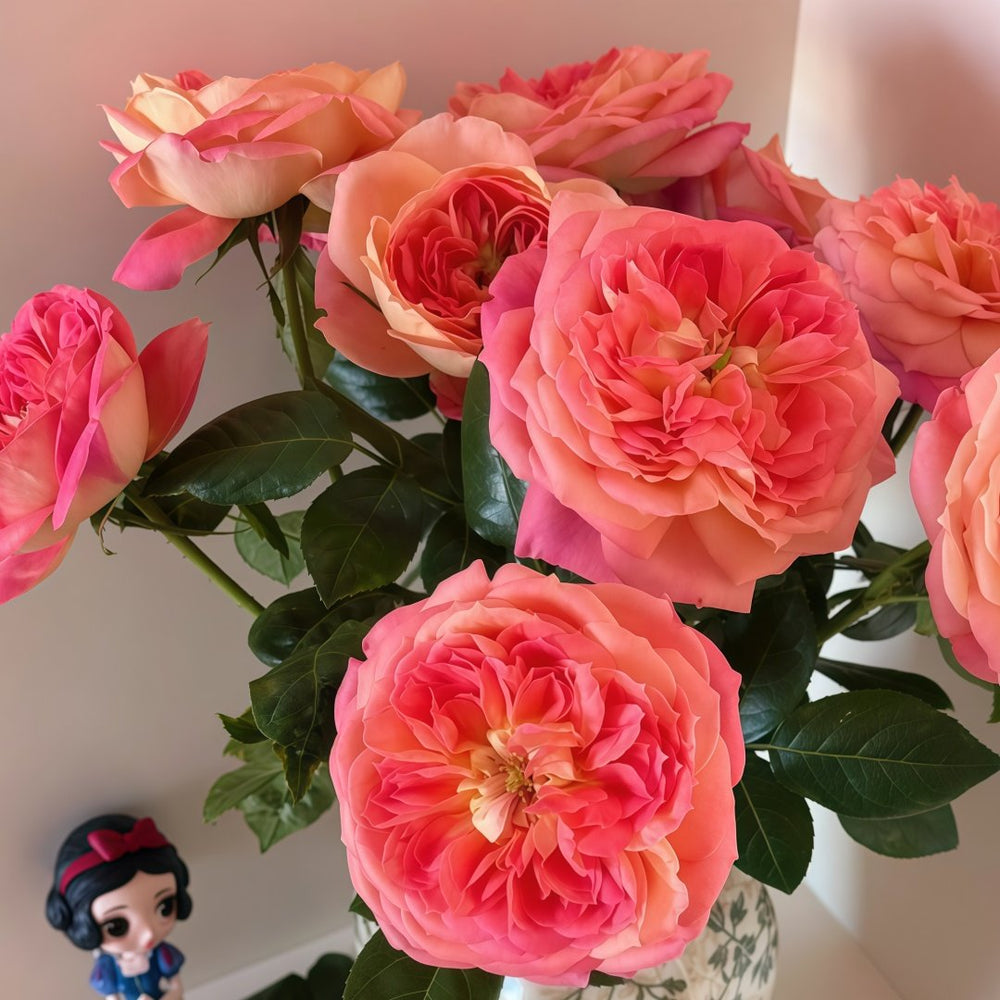 Queen of Hearts Rose Plant｜红桃女王 image 6