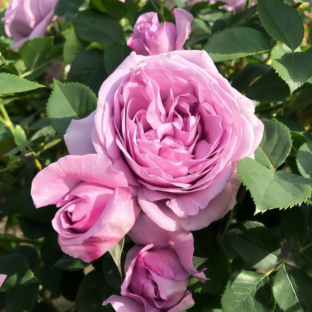 Shinoburedo Rose Plant|蓝色风暴 image 7