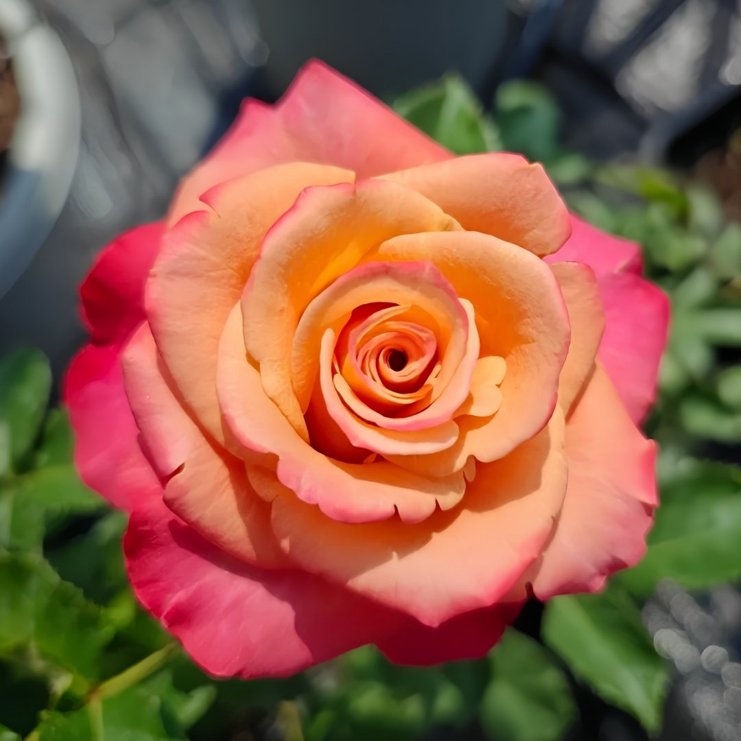 Gypsy Curiosa Rose Plant｜吉普赛猎奇 image 0