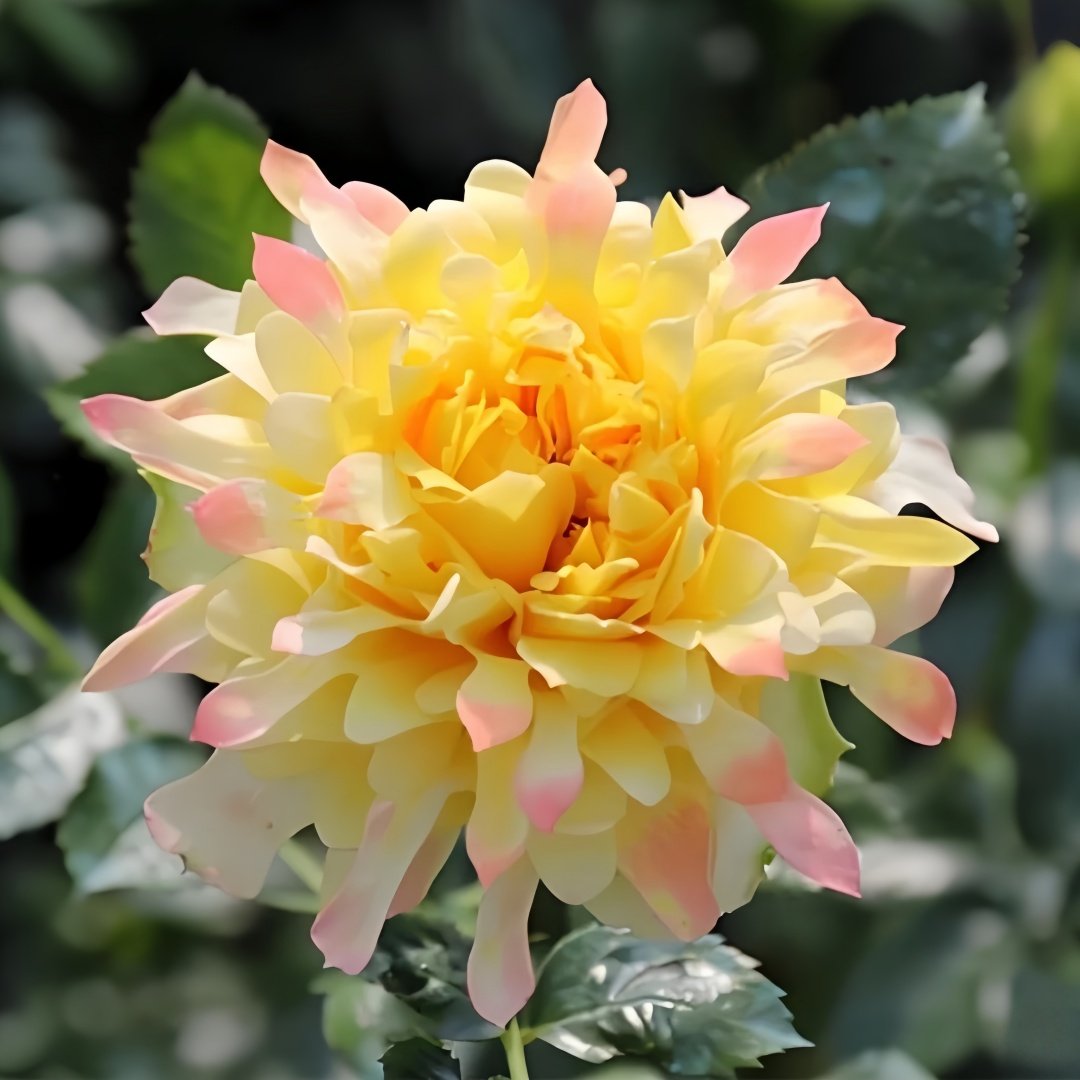 Fireworks Ruffles Rose Plant｜烟花波浪 image 3